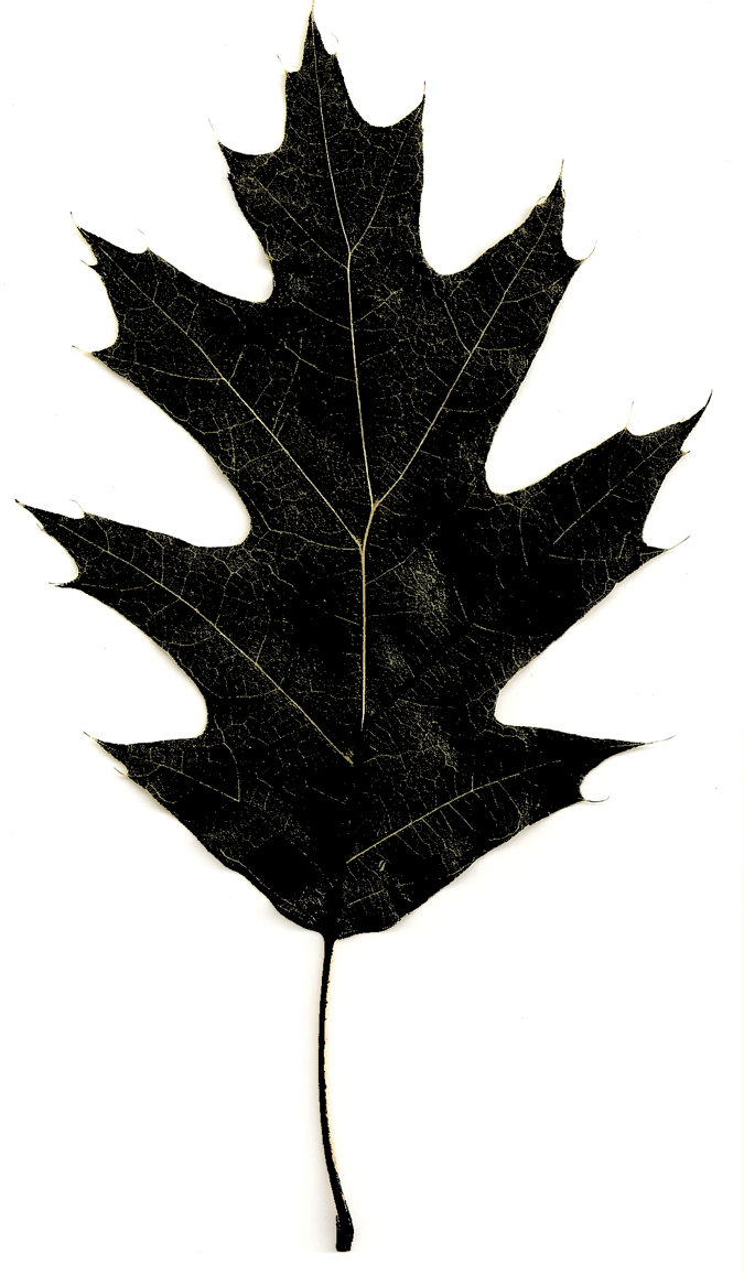 Stylized photograph of Northern Red Oak leaf by Alison Kilpatrick 2011; representing the strength and breadth of connection in family and local history.