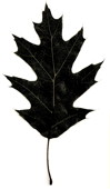 The Arborealis logo is an outline of a Northern Red Oak leaf.