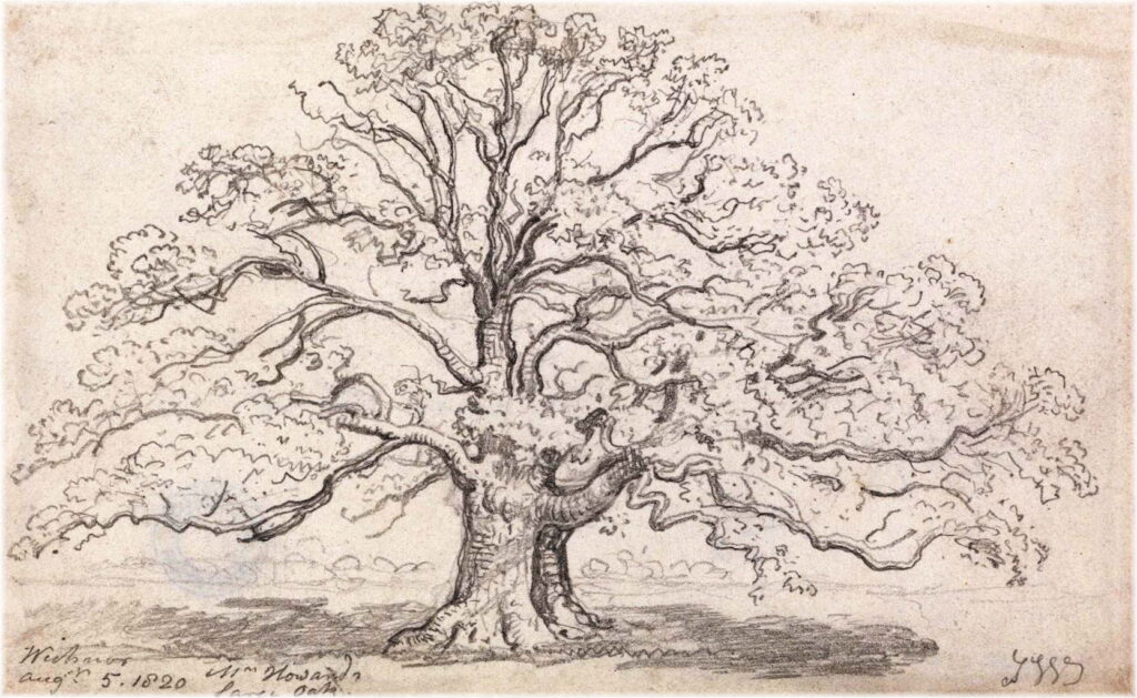 Genealogical outline for Ferguson of Farriter, represented by an image of an old, spreading oak tree, drawn by James Ward (British) in 1820.